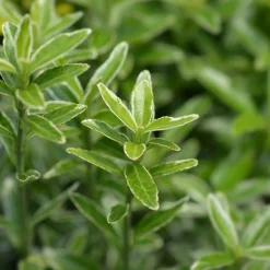 Willemse France Arbres Et Arbustes | - Fusain du japon microphyllus albovariegatus - le pot / ø 9cm, vendu par lot de 2