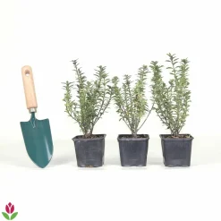 Willemse France Arbres Et Arbustes | - Fusain du japon microphyllus albovariegatus - le pot / ø 9cm, vendu par lot de 2