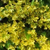 Willemse France Arbres Et Arbustes | - Fusain emerald and gold - le pot / ø 9cm / hauteur livrée 30-40cm, vendu par lot de 2