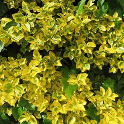 Willemse France Arbres Et Arbustes | - Fusain emerald and gold - le pot / ø 9cm / hauteur livrée 30-40cm, vendu par lot de 2