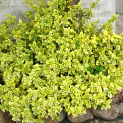 Willemse France Arbres Et Arbustes | - Fusain emerald and gold - le pot / ø 9cm / hauteur livrée 30-40cm, vendu par lot de 2