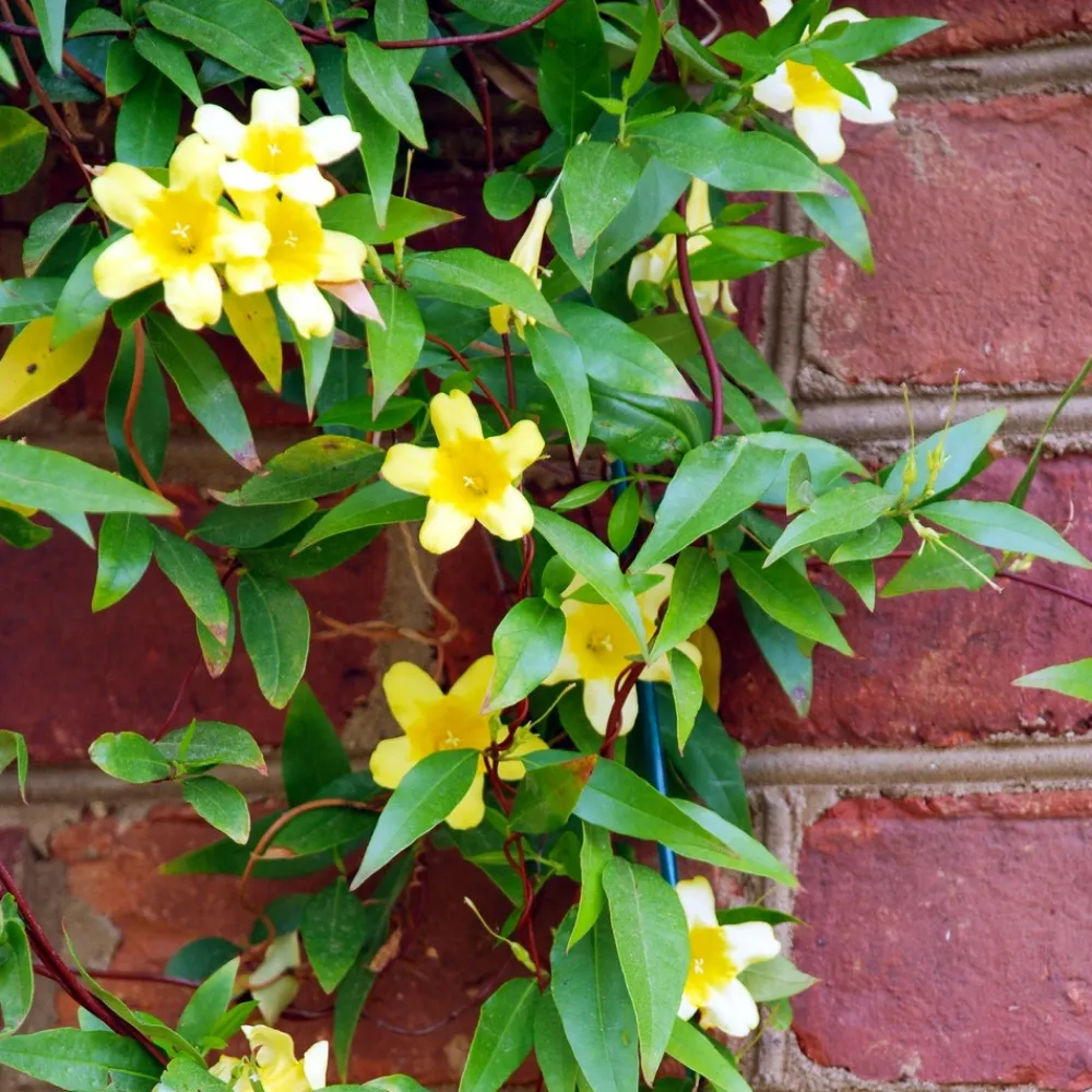 Willemse France - Gelsemium sempervirens - le pot / ø 9cm, vendu par lot de 2 Clearance