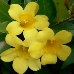 Willemse France - Gelsemium sempervirens - le pot / ø 9cm, vendu par lot de 2 Clearance