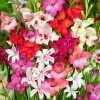Willemse France Bulbes De Fleurs | - 20 glaïeuls nains en mélange - le sachet de 20 bulbes / circonférence 8-10cm, vendu par lot de 4