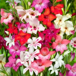 Willemse France Bulbes De Fleurs | - 20 glaïeuls nains en mélange - le sachet de 20 bulbes / circonférence 8-10cm, vendu par lot de 4