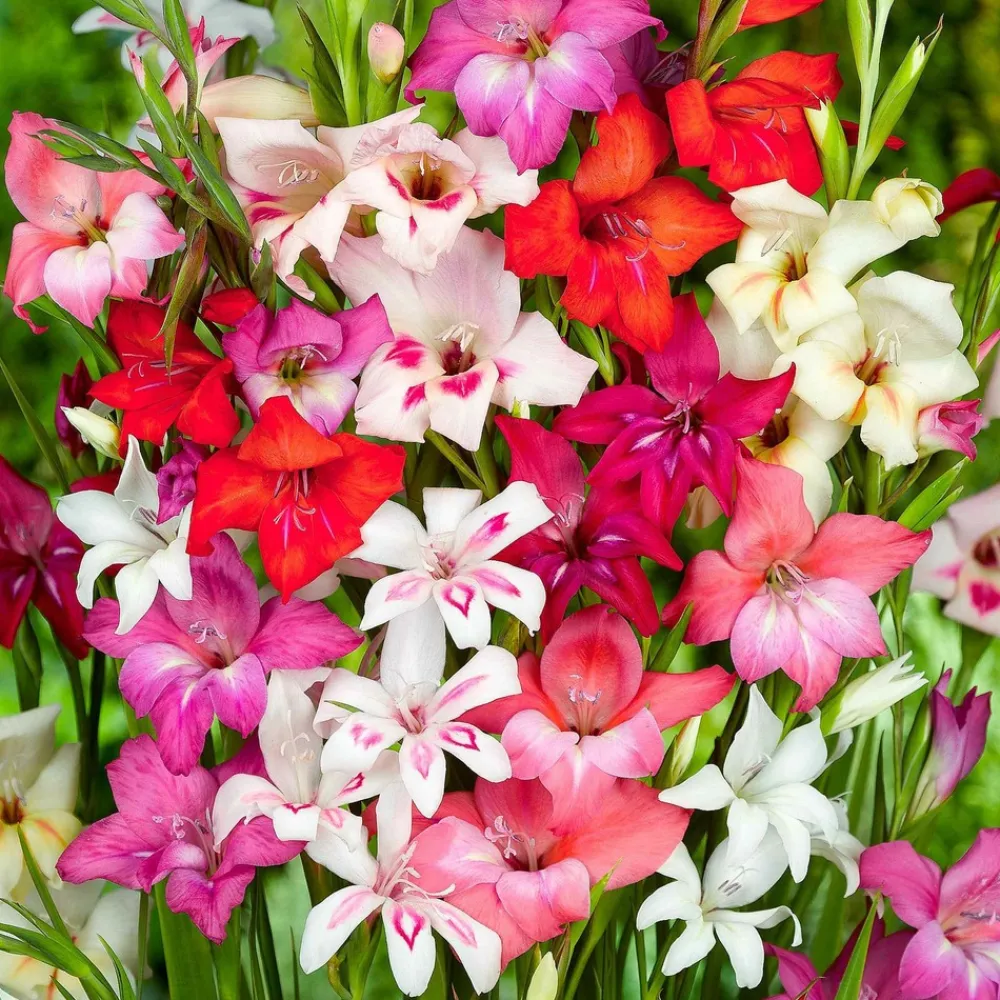 Willemse France Bulbes De Fleurs | - 20 glaïeuls nains en mélange - le sachet de 20 bulbes / circonférence 8-10cm, vendu par lot de 4