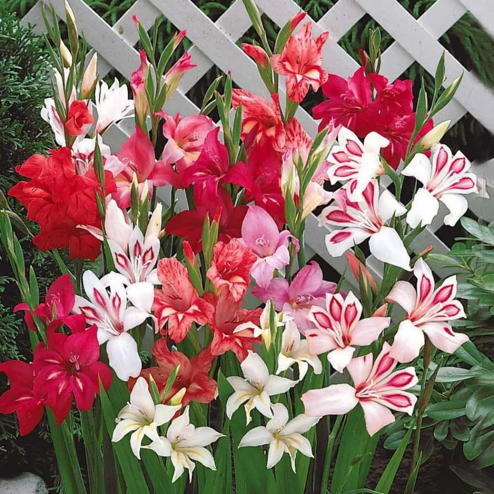 Willemse France Bulbes De Fleurs | - 20 glaïeuls nains en mélange - le sachet de 20 bulbes / circonférence 8-10cm, vendu par lot de 4