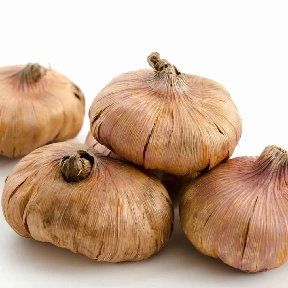 Willemse France Bulbes De Fleurs | - 20 glaïeuls nains en mélange - le sachet de 20 bulbes / circonférence 8-10cm, vendu par lot de 4