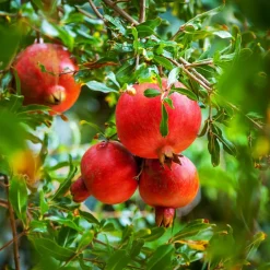Willemse France Fruitiers Et Agrumes | - Grenadier à fruits - le pot / ø 15cm / hauteur livrée 40-50cm