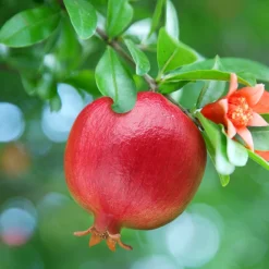 Willemse France Fruitiers Et Agrumes | - Grenadier à fruits - le pot / ø 15cm / hauteur livrée 40-50cm