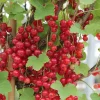 Willemse France Petits Fruits | - Groseiller rovada - le paquet de 2 racines nues / 3-5 branches / hauteur livrée 30-40cm