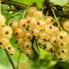 Willemse France Fruitiers Et Agrumes | - Groseiller witte hollander - le pot / ø 9cm / hauteur livrée 30-35cm
