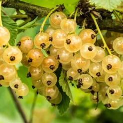 Willemse France Fruitiers Et Agrumes | - Groseiller witte hollander - le pot / ø 9cm / hauteur livrée 30-35cm