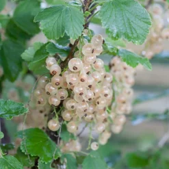 Willemse France Fruitiers Et Agrumes | - Groseiller witte hollander - le pot / ø 9cm / hauteur livrée 30-35cm