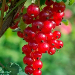 Willemse France Fruitiers Et Agrumes | - Groseillier jonkheer van tets - le pot / 2l / hauteur livrée 40-60cm