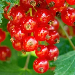 Willemse France Fruitiers Et Agrumes | - Groseillier jonkheer van tets - le pot / 2l / hauteur livrée 40-60cm