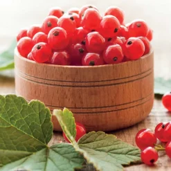 Willemse France Fruitiers Et Agrumes | - Groseillier jonkheer van tets - le pot / 2l / hauteur livrée 40-60cm