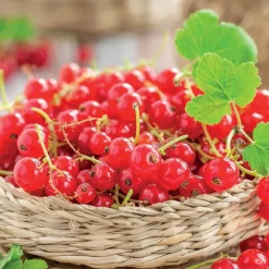 Willemse France Fruitiers Et Agrumes | - Groseillier jonkheer van tets - le pot / 2l / hauteur livrée 40-60cm