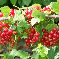 Willemse France Fruitiers Et Agrumes | - Groseillier jonkheer van tets - le pot / 2l / hauteur livrée 40-60cm