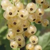 Willemse France Fruitiers Et Agrumes | - Groseillier white pearl - le pot / 2l / hauteur livrée 50-60cm