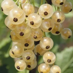 Willemse France Fruitiers Et Agrumes | - Groseillier white pearl - le pot / 2l / hauteur livrée 50-60cm