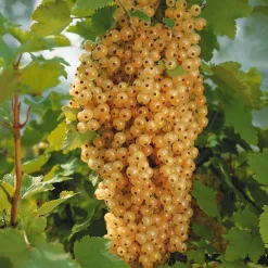Willemse France Fruitiers Et Agrumes | - 2 groseilliers blanka - le paquet de 2 racines nues / 5-7 branches / hauteur livrée 30-40cm