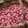 Willemse France Petits Fruits | - Groseillier à maquereau - le pot / 2l / hauteur livrée 40-50cm, vendu par lot de 2