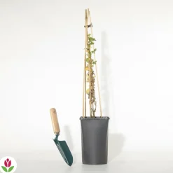 Willemse France Petits Fruits | - Groseillier à maquereau - le pot / 2l / hauteur livrée 40-50cm, vendu par lot de 2