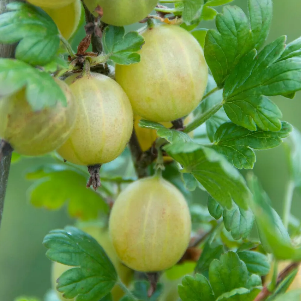 Willemse France Petits Fruits | - Groseillier à maquereau hinnonmäki vert - le pot / 2l / hauteur livrée 40-50cm, vendu par lot de 2