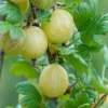 Willemse France Petits Fruits | - Groseillier à maquereau hinnonmäki vert - le pot / 2l / hauteur livrée 40-50cm