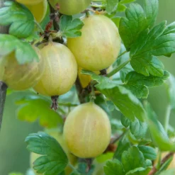 Willemse France Petits Fruits | - Groseillier à maquereau hinnonmäki vert - le pot / 2l / hauteur livrée 40-50cm