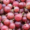 Willemse France Petits Fruits | - Groseillier à maquereau hinnonmäki rouge - le pot / 2l / hauteur livrée 40-50cm