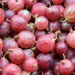 Willemse France Petits Fruits | - Groseillier à maquereau hinnonmäki rouge - le pot / 2l / hauteur livrée 40-50cm