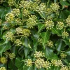 Willemse France Plantes Grimpantes | - Hedera helix arborescens - lierre arbustif - le pot / 2l / hauteur livrée 25-30cm