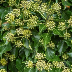 Willemse France Plantes Grimpantes | - Hedera helix arborescens - lierre arbustif - le pot / 2l / hauteur livrée 25-30cm
