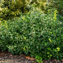 Willemse France Plantes Grimpantes | - Hedera helix arborescens - lierre arbustif - le pot / 2l / hauteur livrée 25-30cm