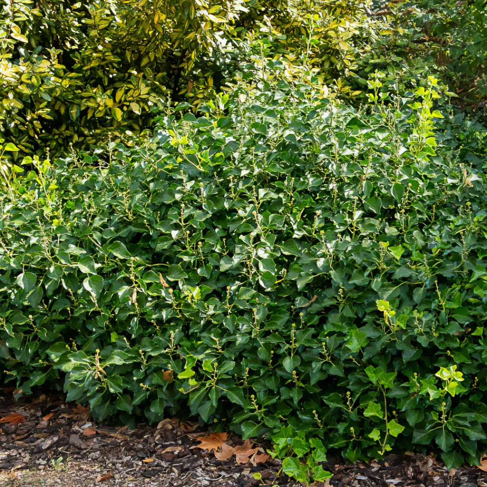Willemse France Plantes Grimpantes | - Hedera helix arborescens - lierre arbustif - le pot / 2l / hauteur livrée 25-30cm