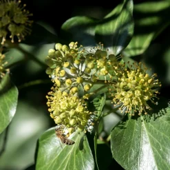 Willemse France Plantes Grimpantes | - Hedera helix arborescens - lierre arbustif - le pot / 2l / hauteur livrée 25-30cm