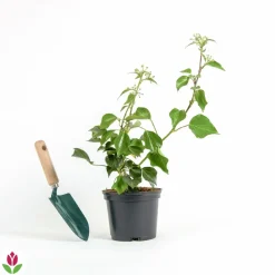 Willemse France Plantes Grimpantes | - Hedera helix arborescens - lierre arbustif - le pot / 2l / hauteur livrée 25-30cm