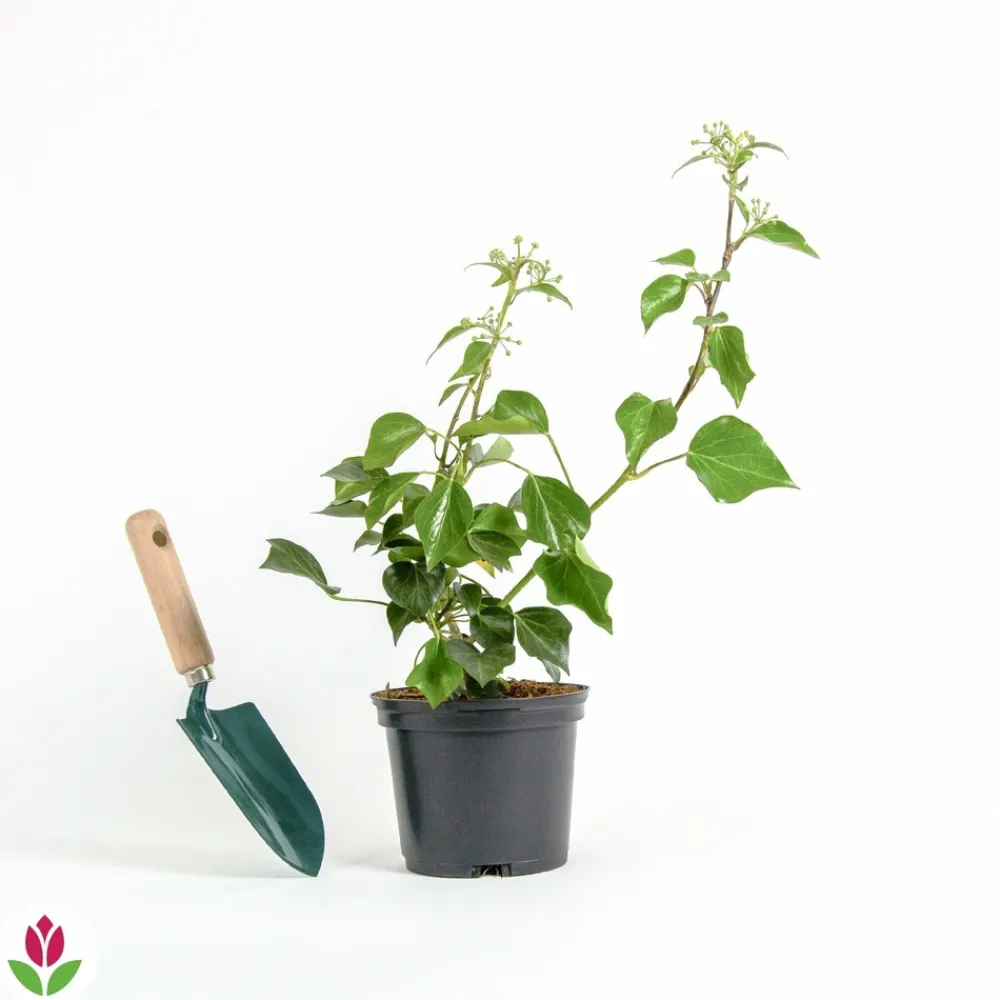Willemse France Plantes Grimpantes | - Hedera helix arborescens - lierre arbustif - le pot / 2l / hauteur livrée 25-30cm