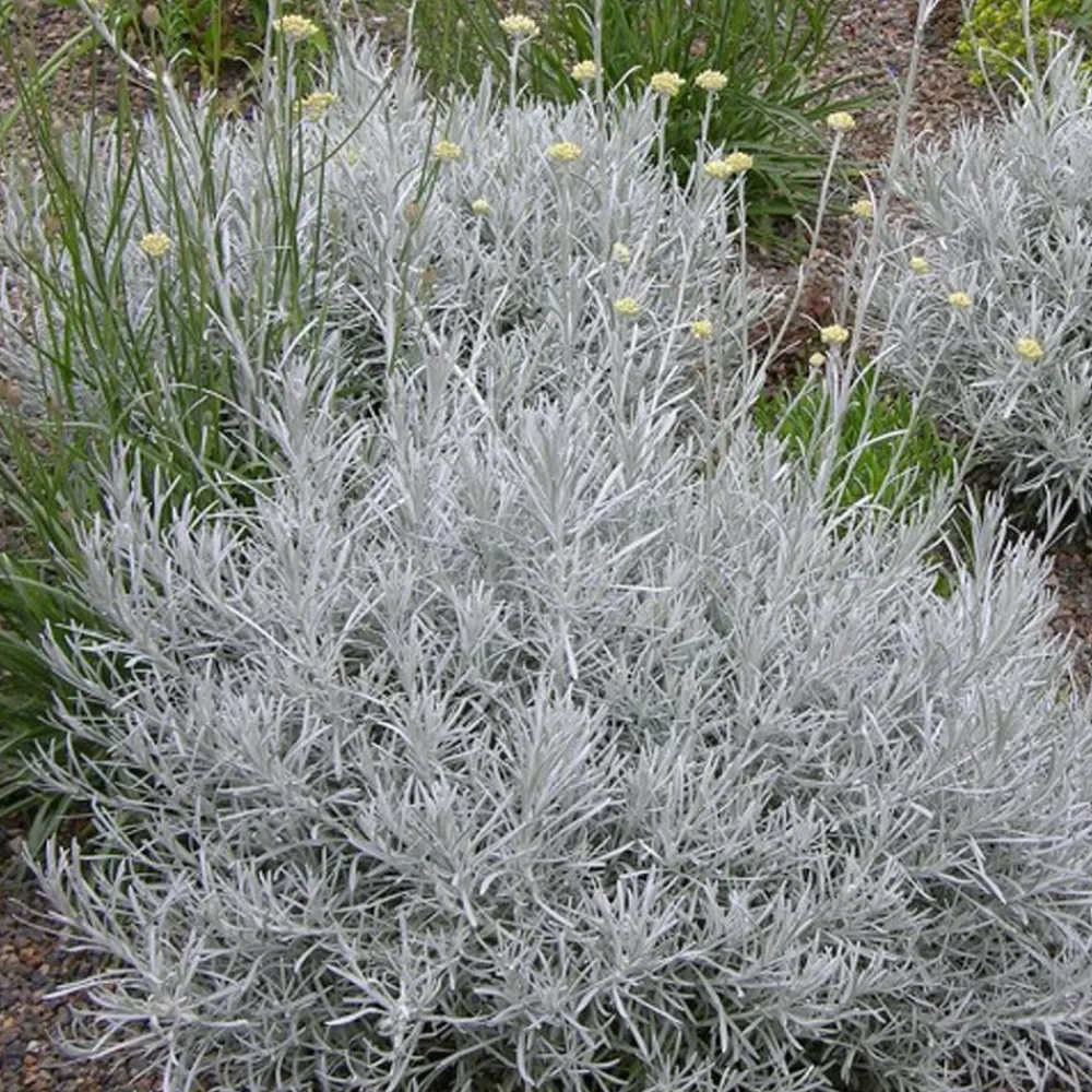 Willemse France Plantes Vivaces | - Herbe à curry - le pot / ø 9cm, vendu par lot de 2