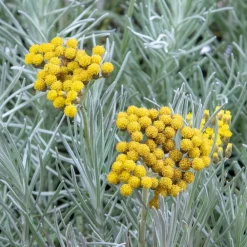 Willemse France Plantes Vivaces | - Herbe à curry - le pot / ø 9cm, vendu par lot de 2