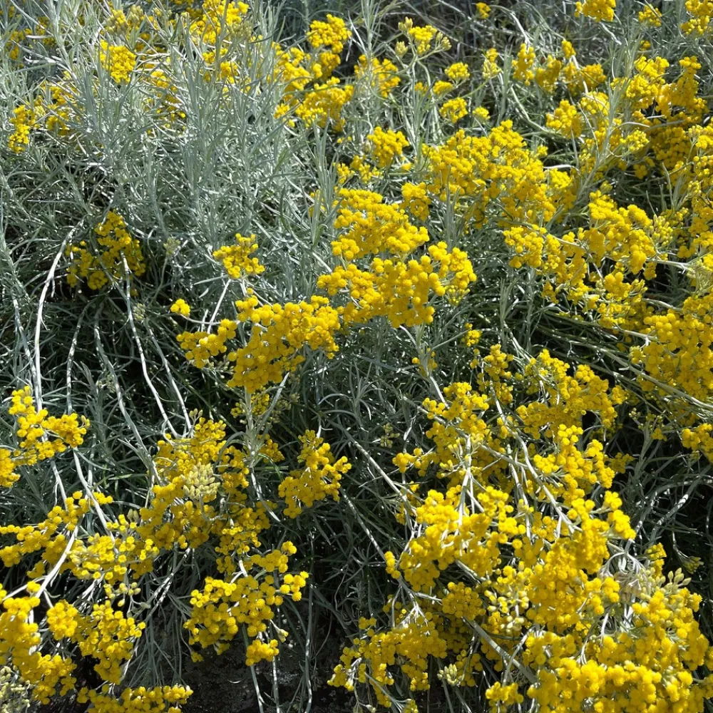 Willemse France Plantes Vivaces | - Herbe à curry - le pot / ø 9cm, vendu par lot de 2