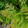 Willemse France Arbres Et Arbustes | - Hiba - le pot / 2l / hauteur livrée 20-25cm, vendu par lot de 2