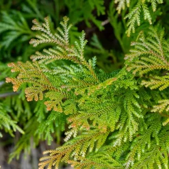 Willemse France Arbres Et Arbustes | - Hiba - le pot / 2l / hauteur livrée 20-25cm, vendu par lot de 2