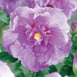Willemse France Arbres Et Arbustes | - Hibiscus lavender chiffon - le pot / 2l / hauteur livrée 20-30cm, vendu par lot de 2