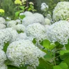 Willemse France Plantes De Terre De Bruyère | - Hortensia annabelle - le pot / ø 9cm, vendu par lot de 2