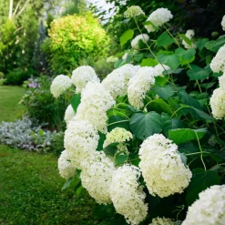 Willemse France Plantes De Terre De Bruyère | - Hortensia annabelle - le pot / ø 9cm, vendu par lot de 2