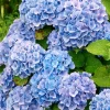 Willemse France - Hortensia bleu - le pot / ø 9cm, vendu par lot de 2 Best