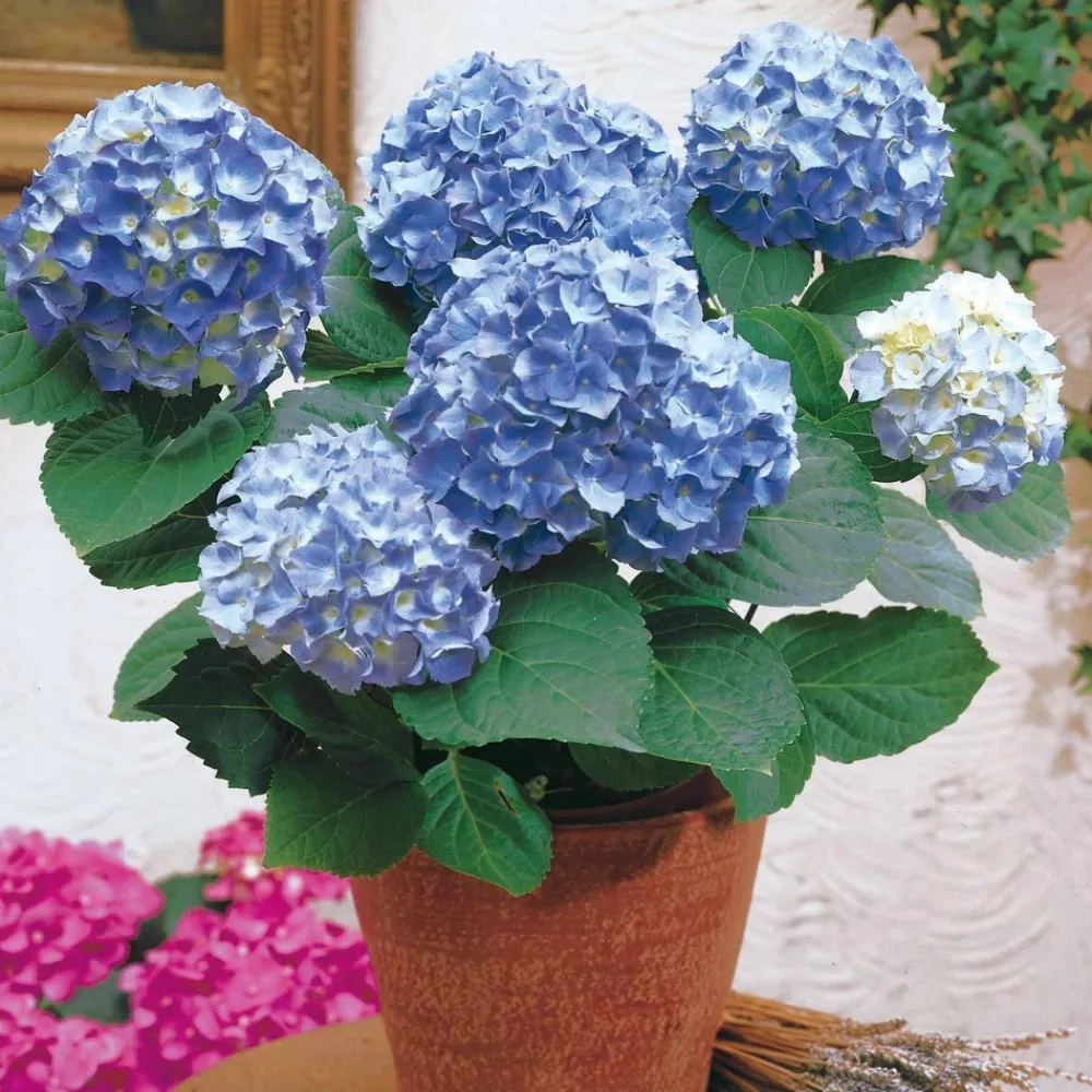 Willemse France - Hortensia bleu - le pot / ø 9cm, vendu par lot de 2 Best